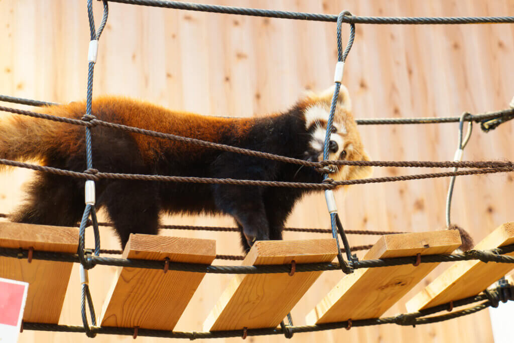 鯖江市西山動物園レッサーパンダ