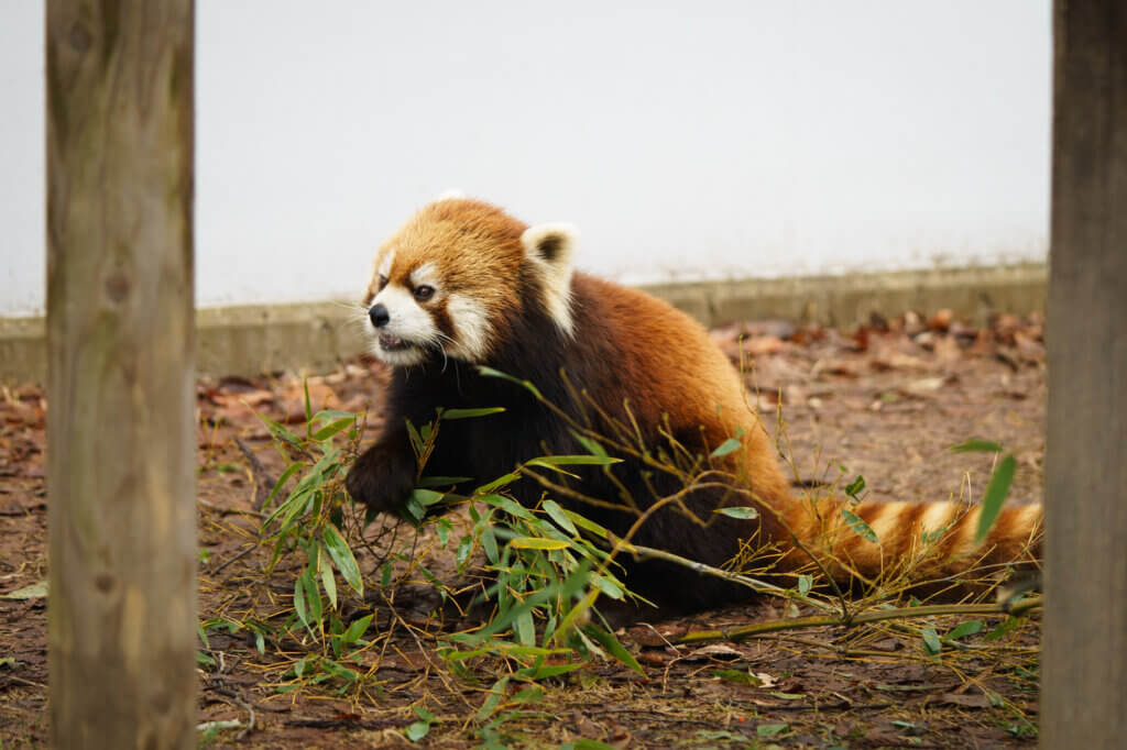 鯖江市西山動物園レッサーパンダ