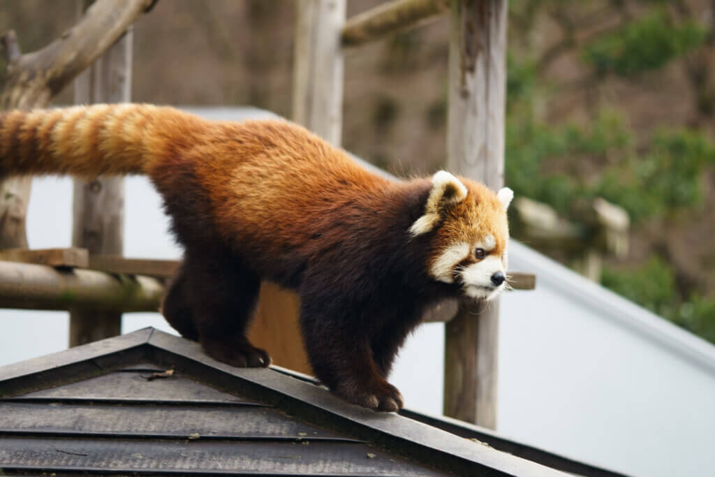 鯖江市西山動物園レッサーパンダ