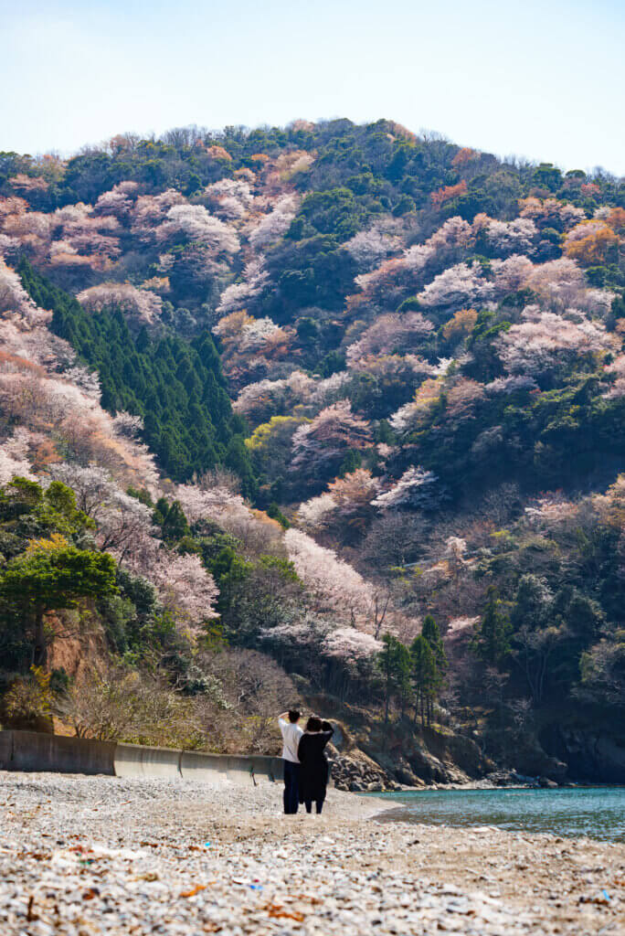 神子の山桜