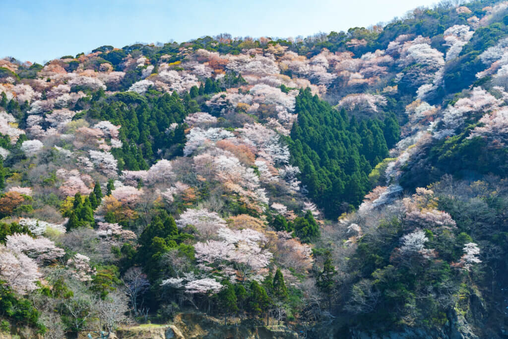 神子の山桜 海上クルージング