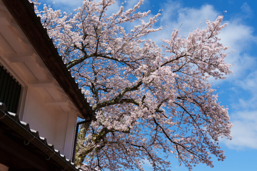 桜の宿場町熊川宿