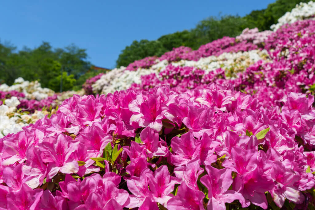 西山公園さばえつつじまつり