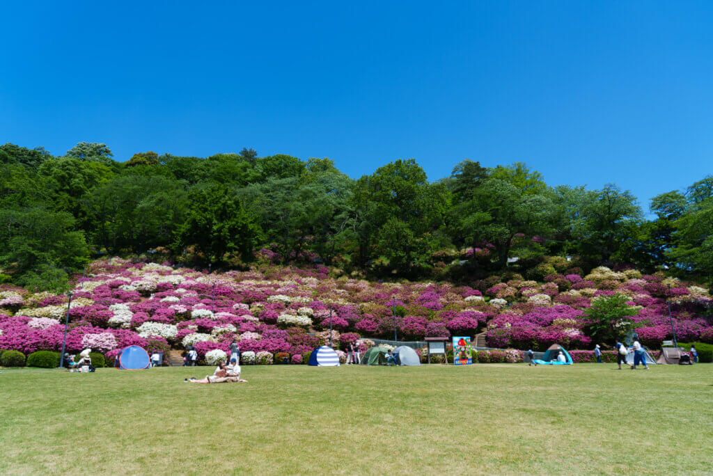 西山公園さばえつつじまつり