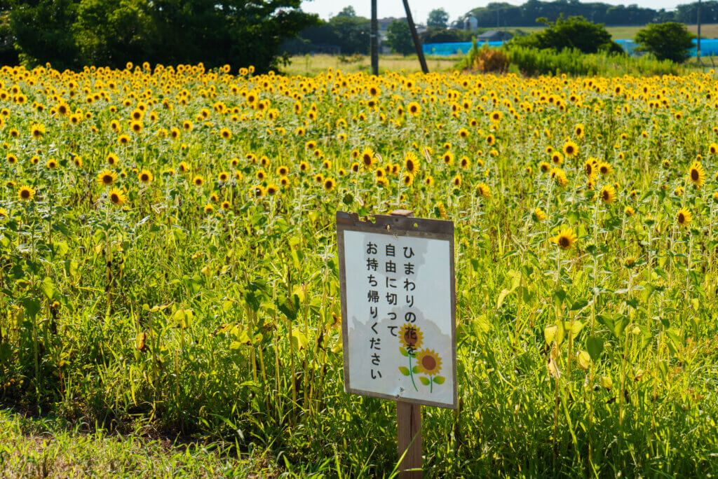 池上ひまわりパーク