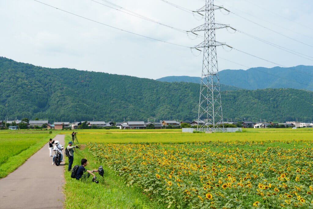 小浜市宮川ひまわり畑