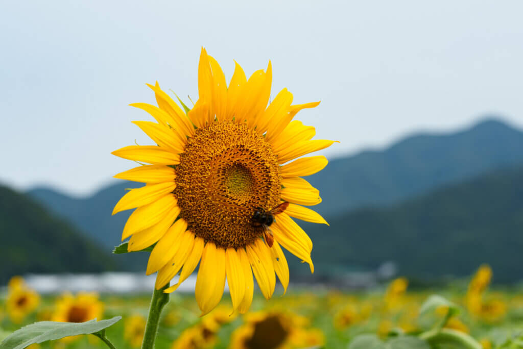 小浜市宮川ひまわり畑
