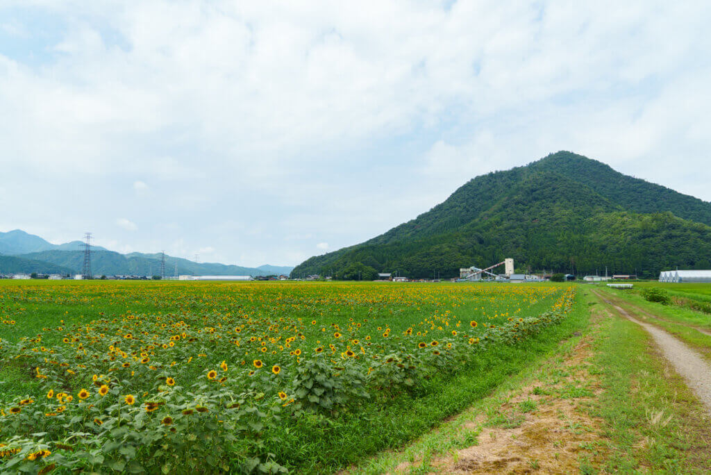 小浜市宮川ひまわり畑